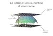 La cornea: una superficie diferenciable Plano del cristalino Plano del apex sagital plana
