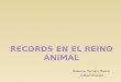 Rebeca Herráiz Marco 1 Bachillerato.  Reino Animal  Records en los animales  Los animales más peligrosos  Bibliografía