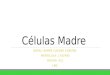Células Madre NATALI AIMME CUEVAS CHACÓN MATRICULA: 1767495 GRUPO: 411 LBG