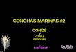 CONCHAS MARINAS #2 CONOS Y OTRAS ESPECIES Conus articulatus Conus ammiralis