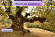 QUEJIGO Quercus faginea. Origen: región mediterránea accidental ;en la península ibérica y nordeste de África