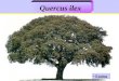 Quercus ilex Encina Encina. Quercus ilex Origen: Región Mediterránea. Origen: Región Mediterránea