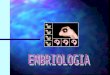 EMBRIOLOGIA Es la parte de la biologia que estudia el origen,la formación, el desarrollo del embrión.Constituye un proceso biológico continuado que se