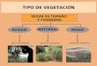 TIPO DE VEGETACIÓN SEGÚN SU TAMAÑO Y FISONOMÍA BOSQUE Dominio árboreo MATORRAL Dominio arbustivo PRADO Dominio herbáceo