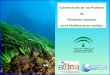 Conservación de las Praderas de Posidonia oceanica en el Mediterráneo andaluz