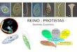 REINO : PROTISTAS Dominio: Eucariota Diversidad de protistas – incluye tanto autótrofos y heterótrofos, sin embargo, la mayoría son heterótrofas – han
