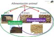 Alimentación animal FibraEnergíaProteína Monogástricos Rumiantes