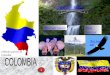 Generalidades EL ARBOL NACIONAL Ave nacional Personaje nacional Baile nacional S S Escudo nacional Símbolos patrios de Colombia La bandera de Colombia