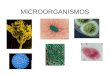 MICROORGANISMOS. MIcroorganismos Alimento Agua Calor