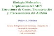 Biología Molecular: Replicación del ADN Estructura de Genes, Transcripción y Procesamiento del ARNhn Pedro A. Moreno Escuela de Ingeniería de Sistemas