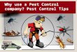 Why use a Pest Control company? Pest Control Tips
