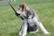 Dog Training - Teaching Your Puppy to Accept His Collar and