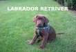 Labrador  Retríver