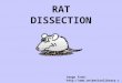 RAT DISSECTION