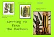 Getting to Know  the Bamboos