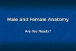 Male and Female Anatomy