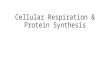 Cellular  Respiration &  Protein Synthesis