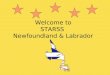 Welcome to STARSS  Newfoundland & Labrador
