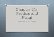 Chapter 21:  Protists and Fungi