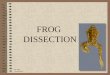 FROG  DISSECTION