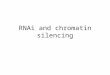 RNAi and chromatin silencing