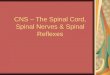 CNS â€“ The Spinal Cord, Spinal Nerves & Spinal Reflexes