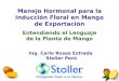 Manejo Hormonal para la Inducción Floral en Mango de Exportación