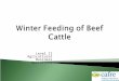 Winter Feeding of Beef Cattle