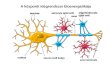 A központi idegrendszer bioenergetikája