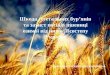 Шкода сегетальних бур’янів та захист посівів пшениці озимої від них в Лісостепу України