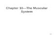 Chapter 10—The Muscular System