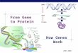 From Gene  to Protein