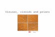 Viruses, viroids and prions