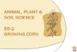 Animal, Plant &  Soil Science E6-2 Growing Corn