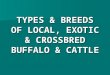 TYPES & BREEDS OF LOCAL, EXOTIC & CROSSBRED BUFFALO & CATTLE