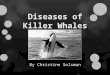 Diseases of Killer Whales