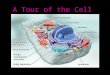 A Tour of the Cell