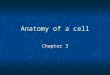 Anatomy of a cell