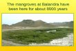 The mangroves at Balandra have been here for about 8000 years