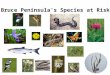 Bruce Peninsula’s Species at Risk