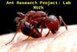 Ant Research Project: Lab Work