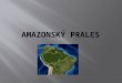 AMAZONSKÝ PRALES