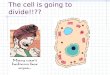 The cell is going to divide!!??