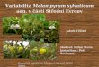 Variabilita  Melampyrum sylvaticum  agg. v části Střední Evropy