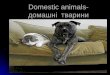 Domestic animals- домашні  тварини