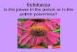 Echinacea Is the power in the potion or is the potion powerless?