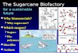 The Sugarcane Biofactory