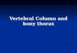 Vertebral Column and bony thorax