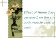 Effect of Heme Oxygenase-1 on the smooth muscle cells growth