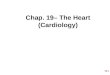 Chap. 19– The Heart (Cardiology)